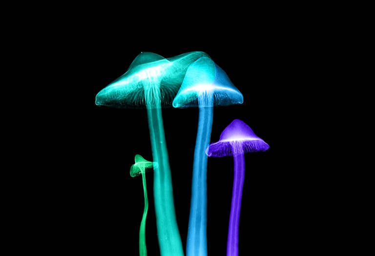 Magic Mushrooms Can Help With Alcohol Addiction